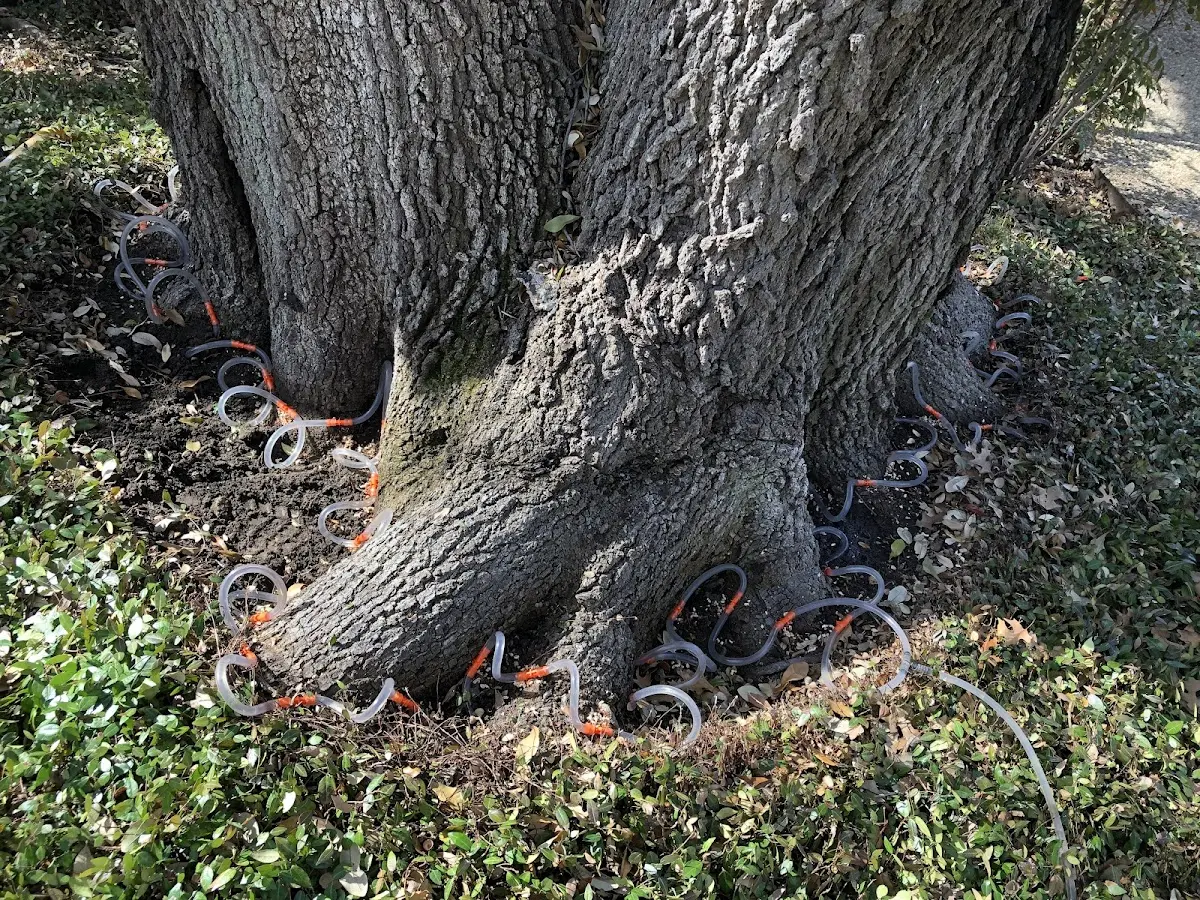 Detailed Tree Cabling and Bracing job site in Skandia