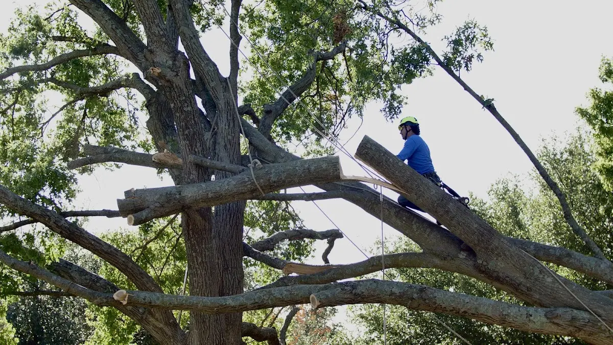Professional Crown Thinning performed by certified arborists in Skandia